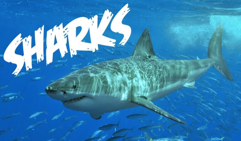 Life of Shark: Fun-filled Facts and Secrets